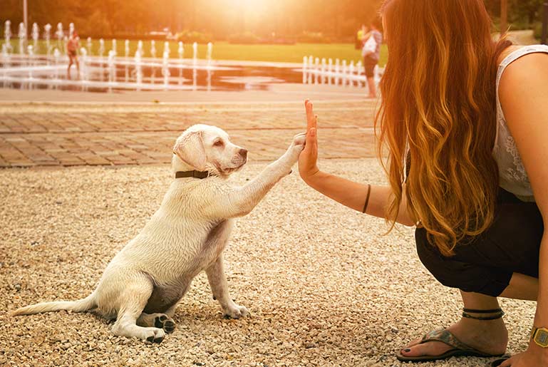 Bob Ritter's blog #160: The Benefits Of Collaboration highfive with puppy and girl