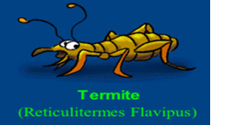 termite image